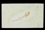 Jurassic Fossil Fish (Orthogoniklethrus) - Solnhofen Limestone #139365-1